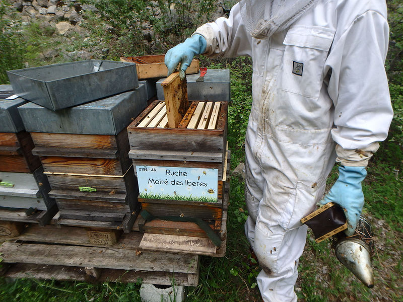La ruche Moiré des Iberes