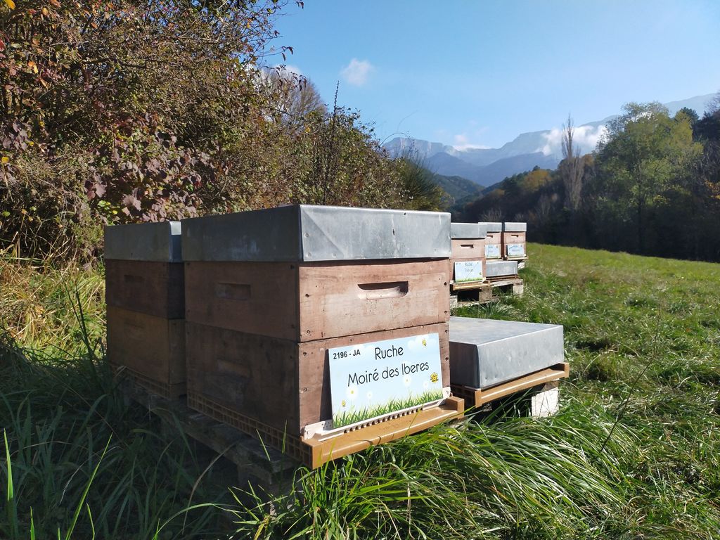 La ruche Moiré des Iberes