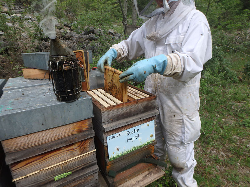 La ruche Myrtil