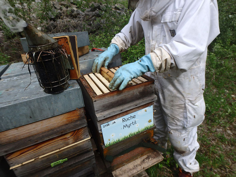 La ruche Myrtil