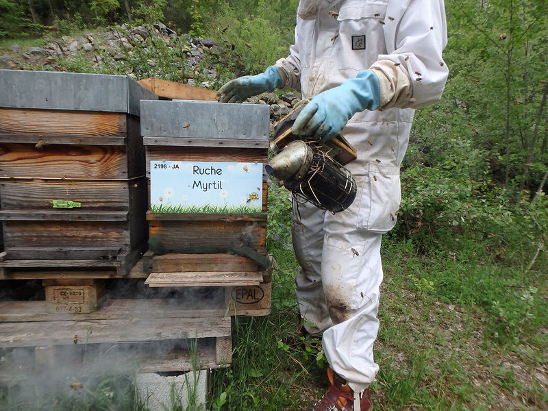 La ruche Myrtil