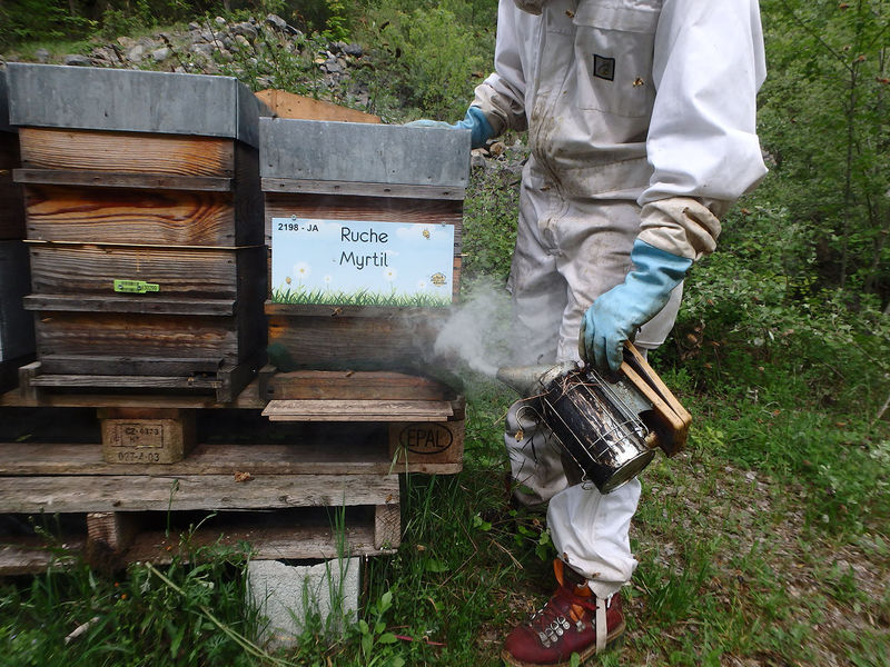 La ruche Myrtil