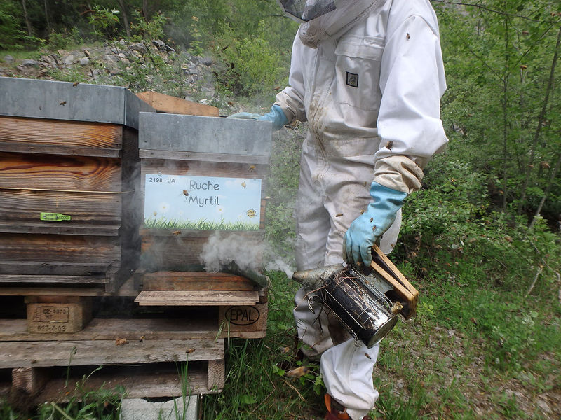 La ruche Myrtil