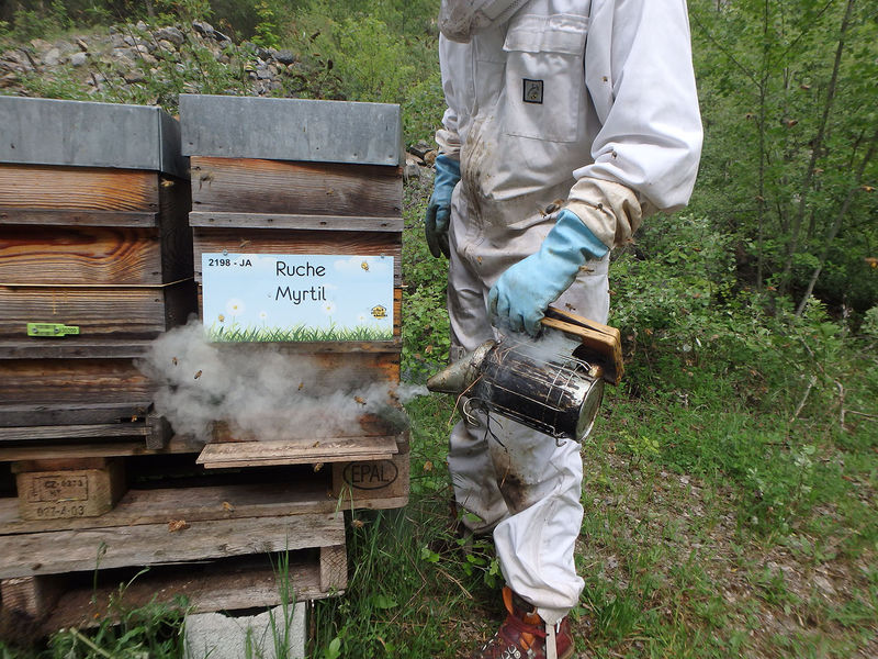 La ruche Myrtil