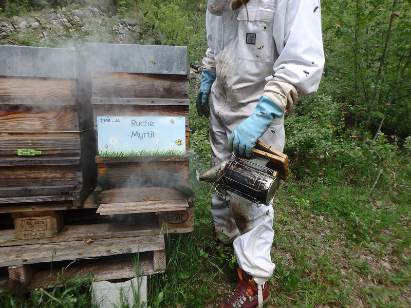 La ruche Myrtil