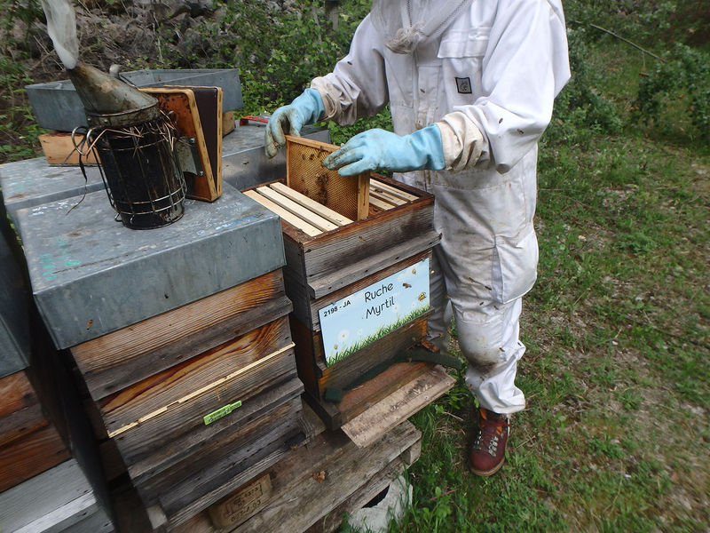 La ruche Myrtil