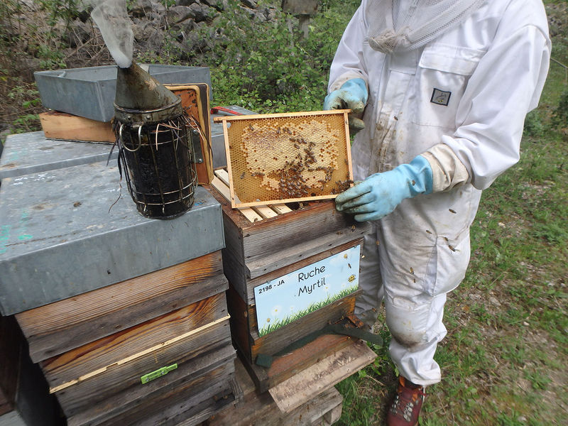La ruche Myrtil