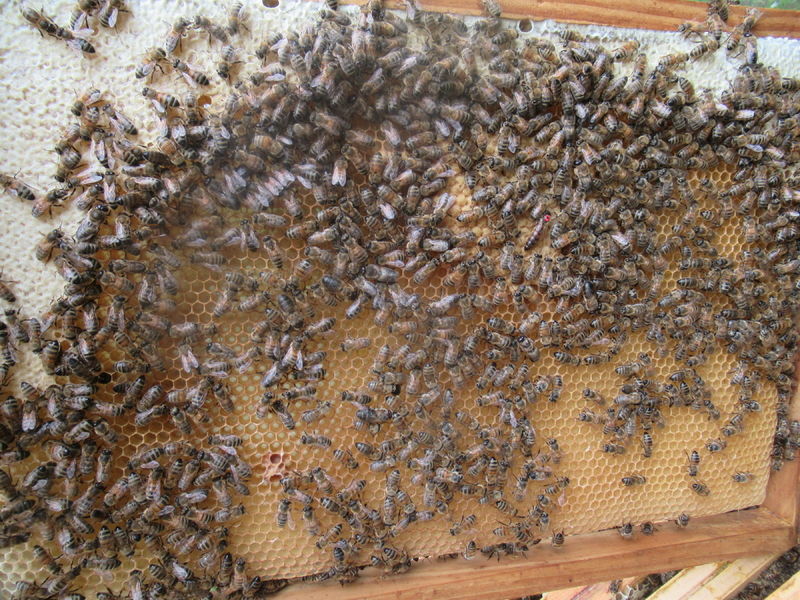 La ruche Piéride