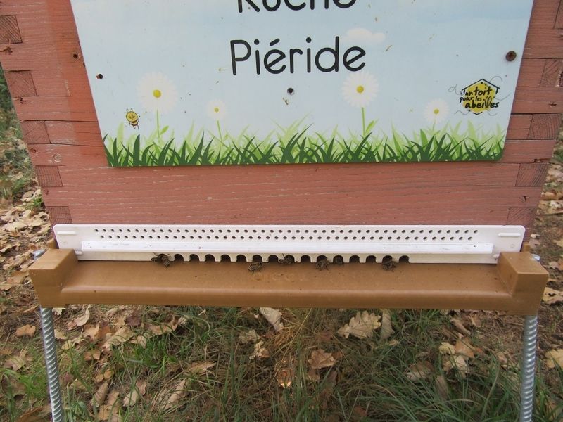 La ruche Piéride