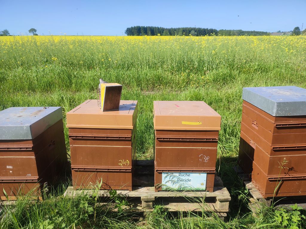 La ruche Piéride