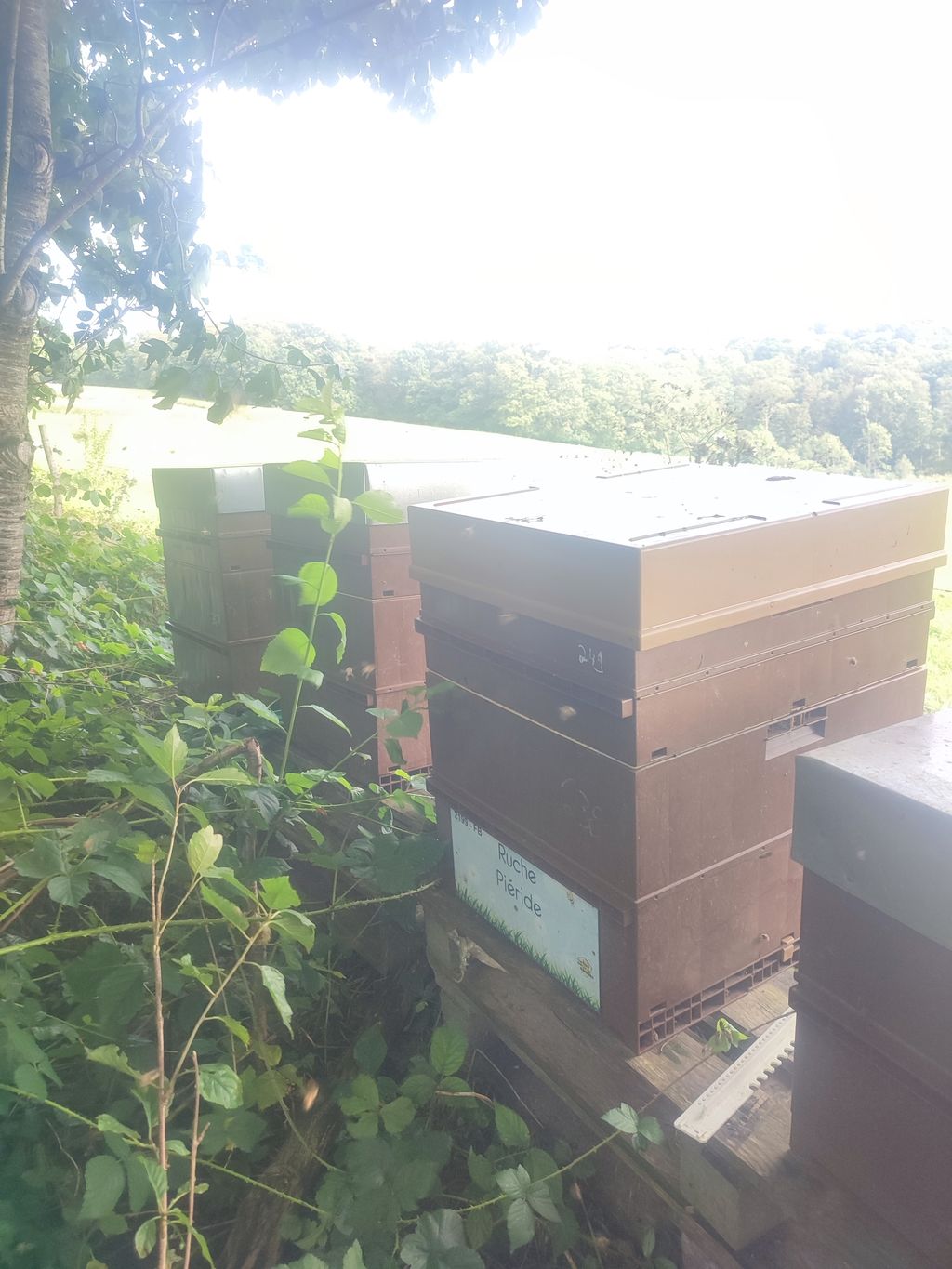 La ruche Piéride