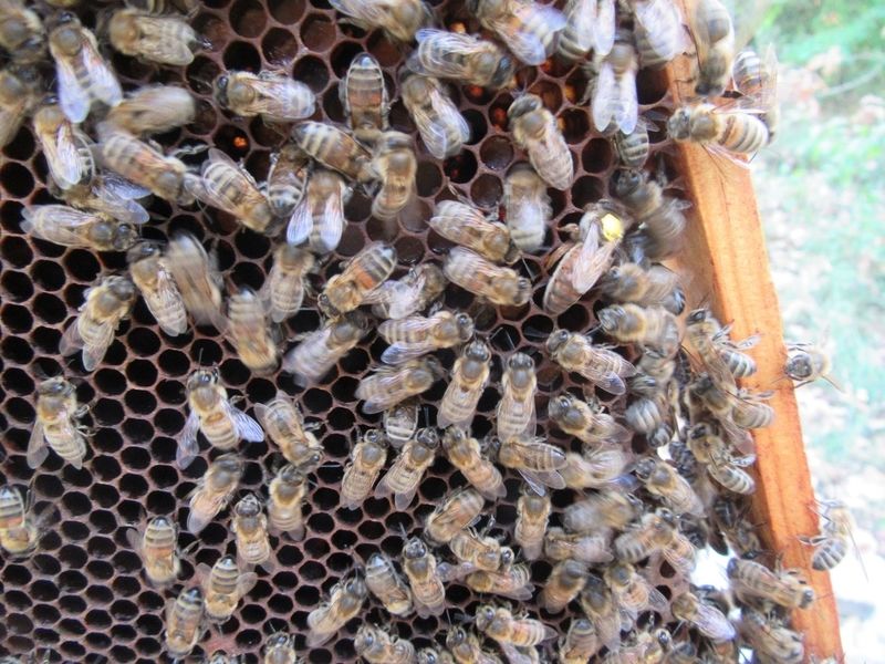 La ruche Piéride
