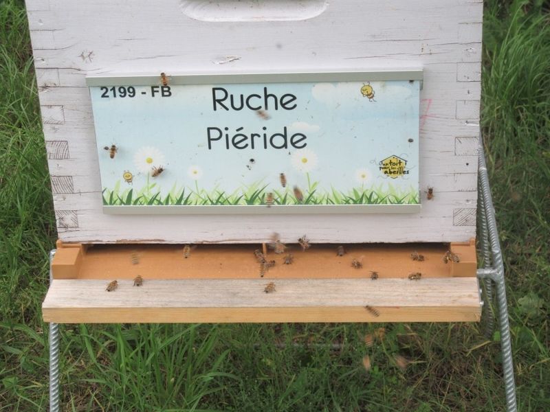 La ruche Piéride