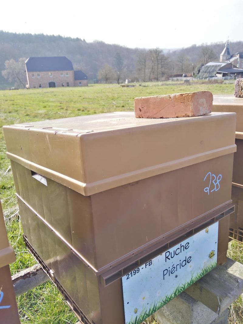La ruche Piéride