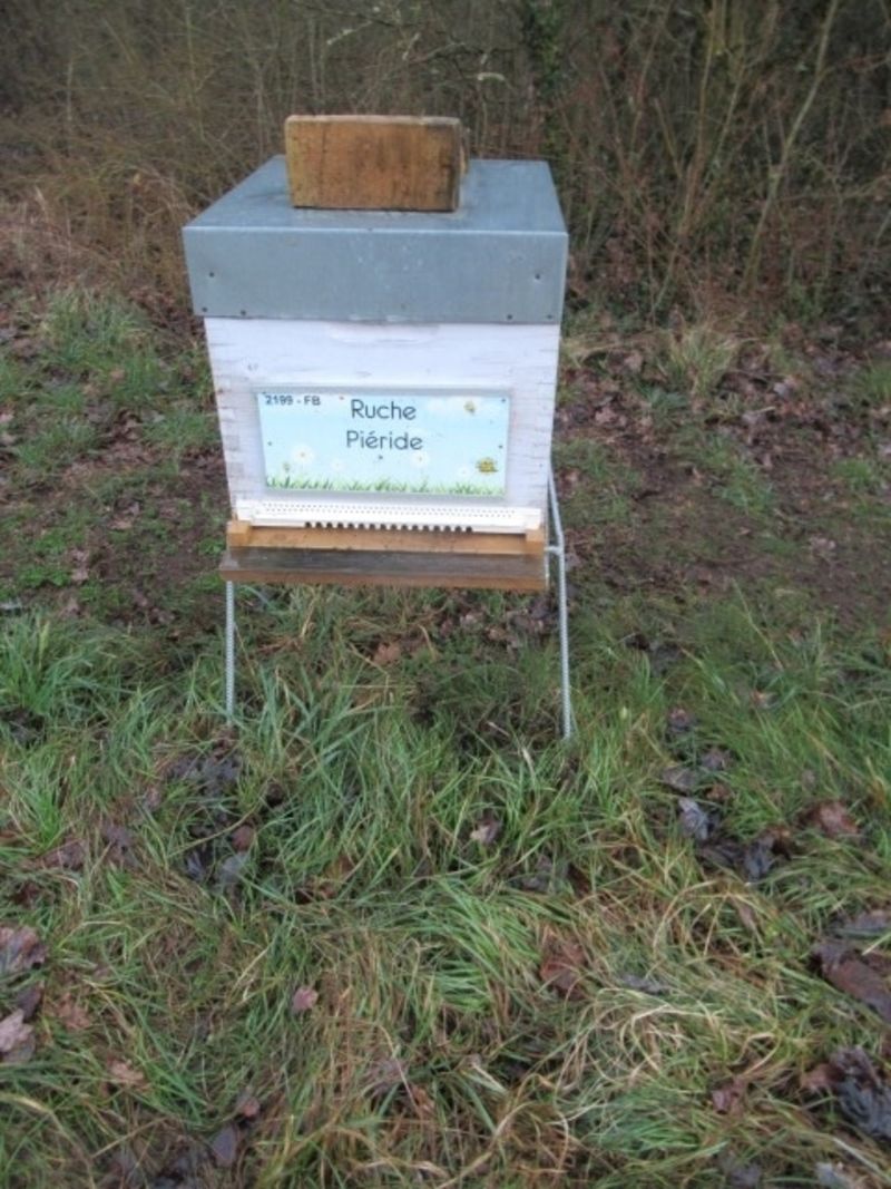 La ruche Piéride