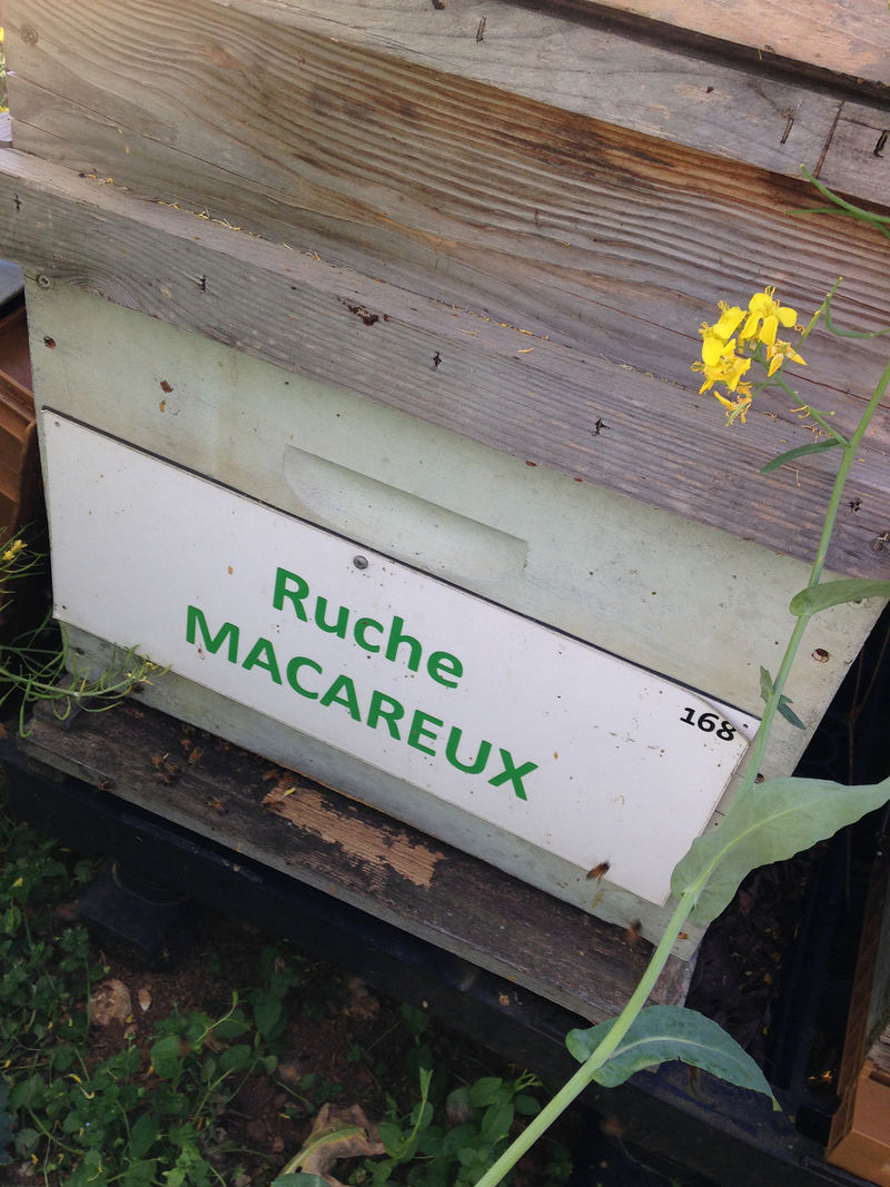 La ruche Macareux