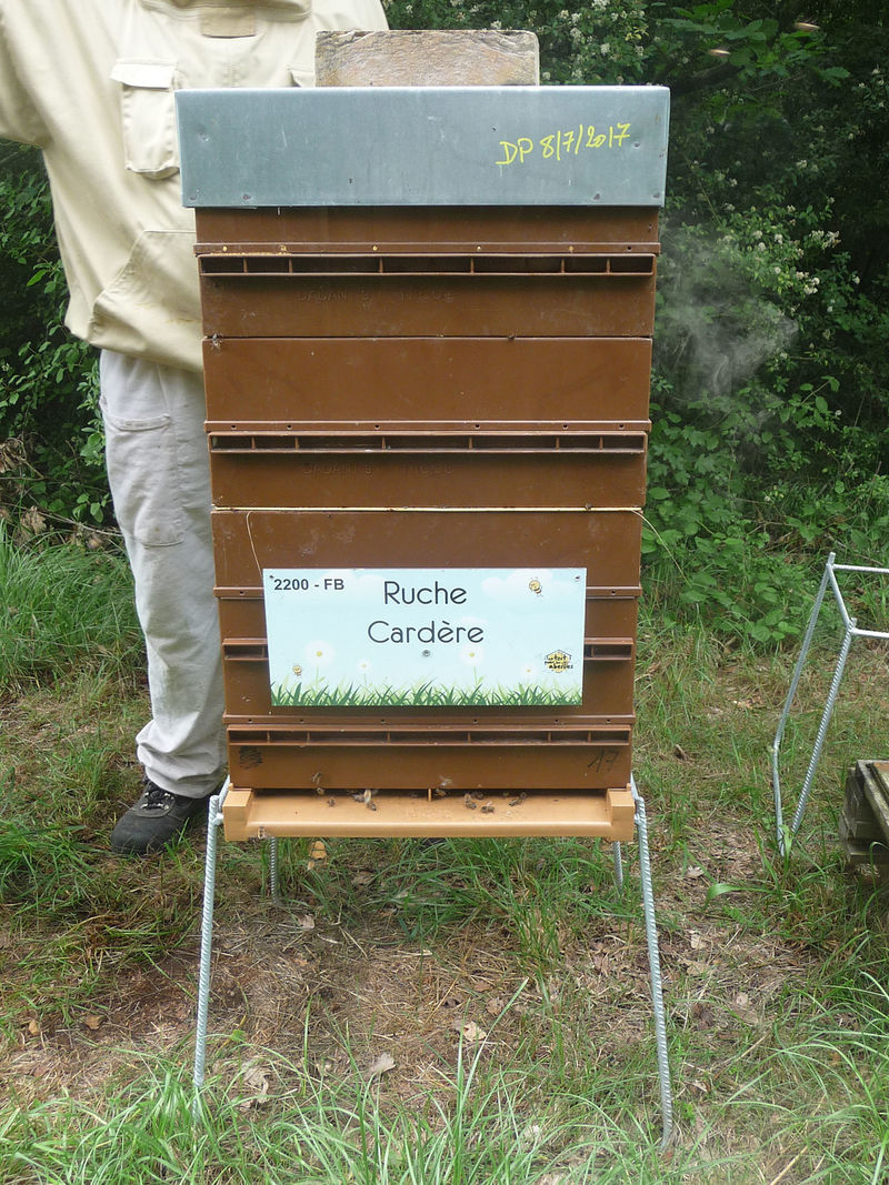 La ruche Cardère