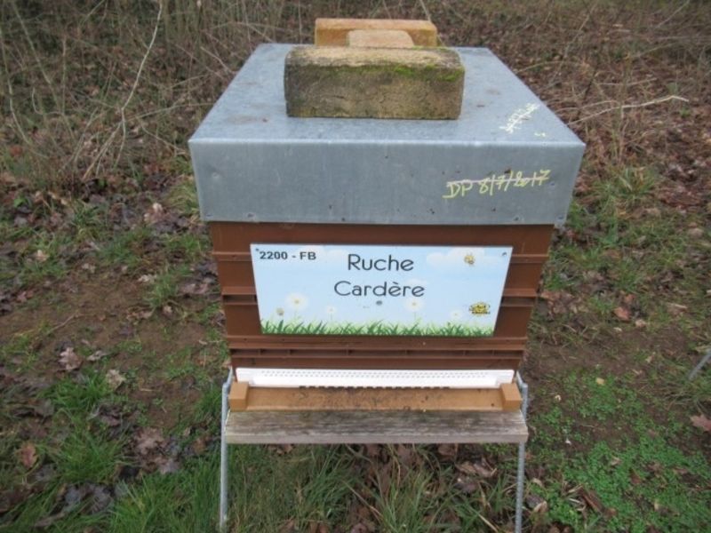 La ruche Cardère
