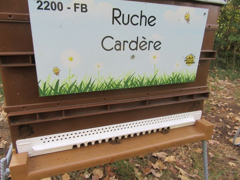 La ruche Cardère
