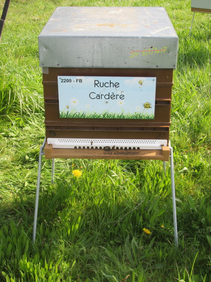 La ruche Cardère
