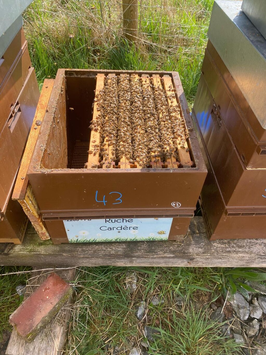 La ruche Cardère