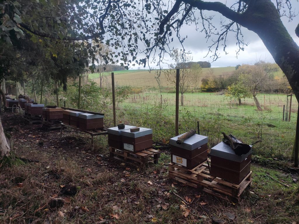 La ruche Cardère