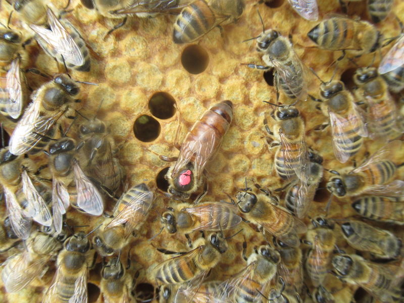 La ruche Cardère