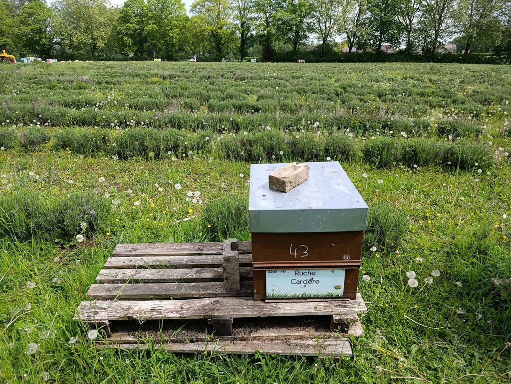La ruche Cardère