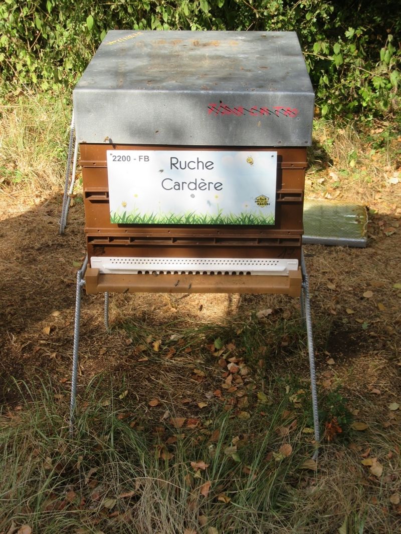 La ruche Cardère