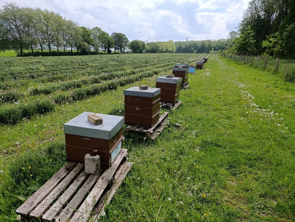La ruche Cardère