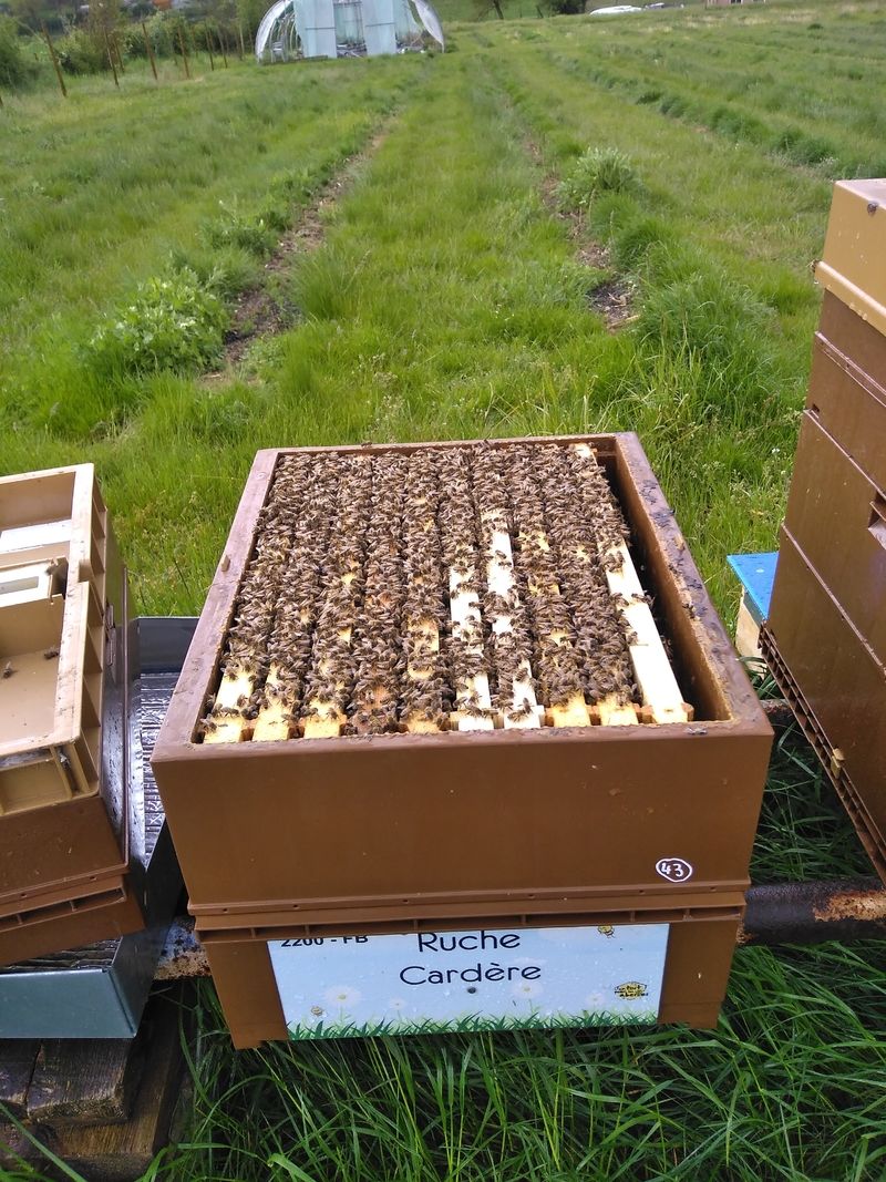 La ruche Cardère