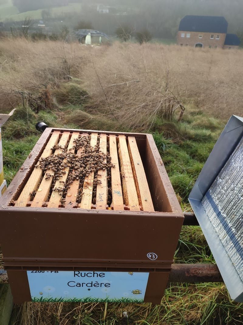 La ruche Cardère
