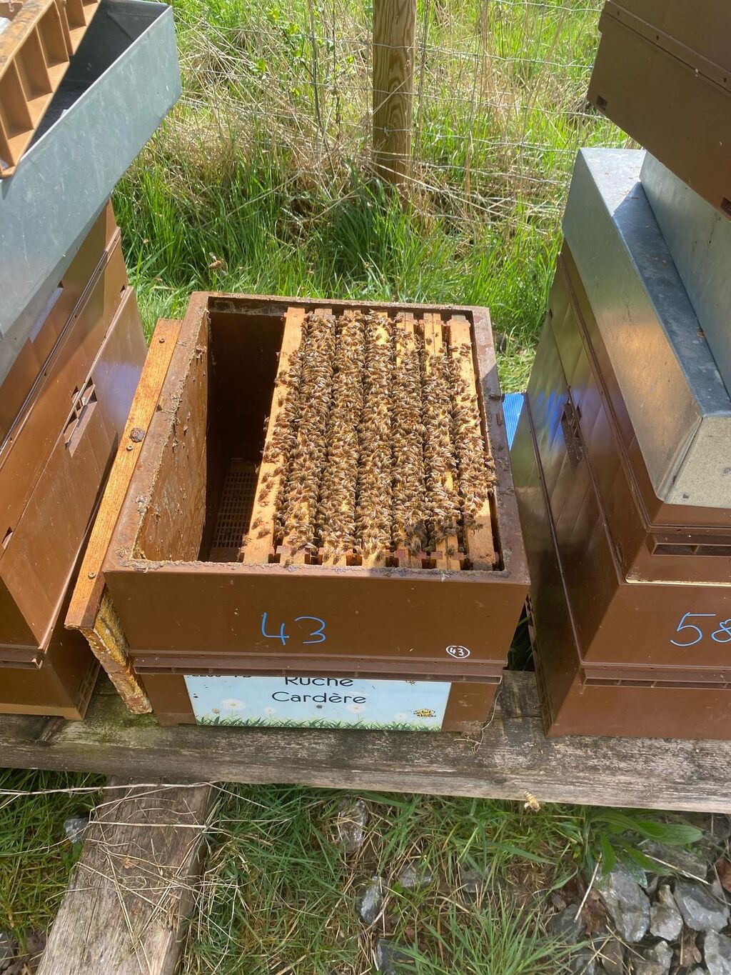 La ruche Cardère