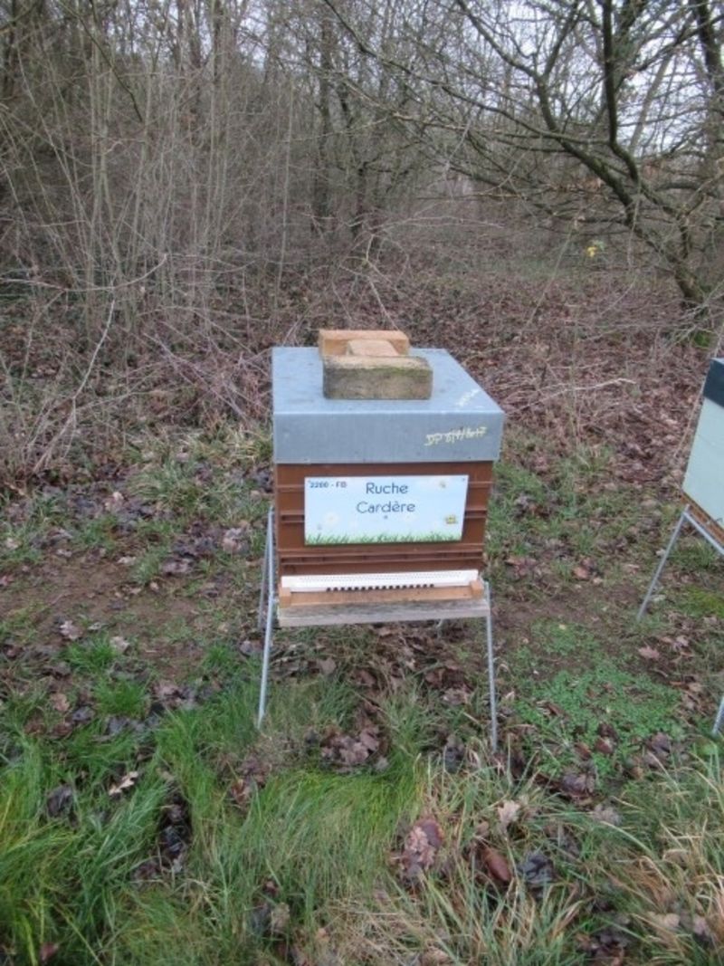 La ruche Cardère