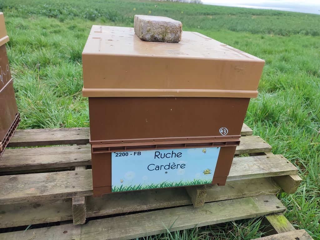 La ruche Cardère