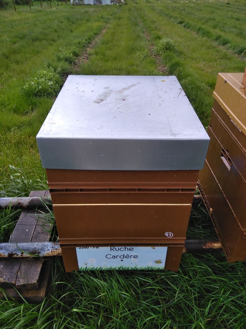 La ruche Cardère