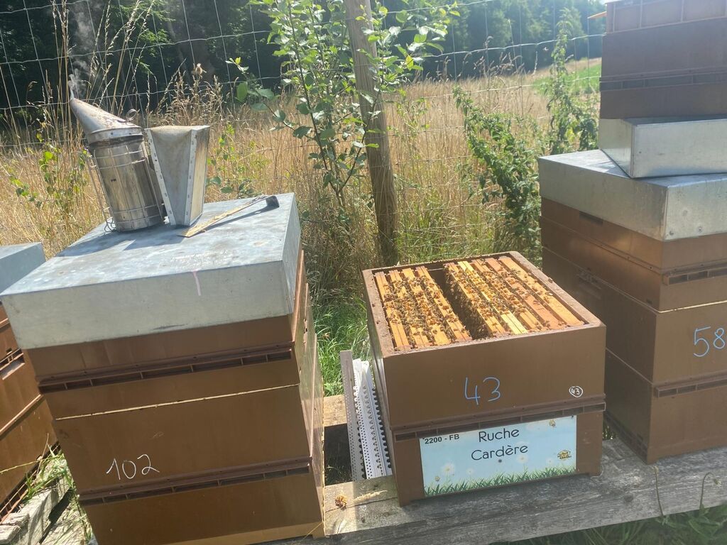 La ruche Cardère