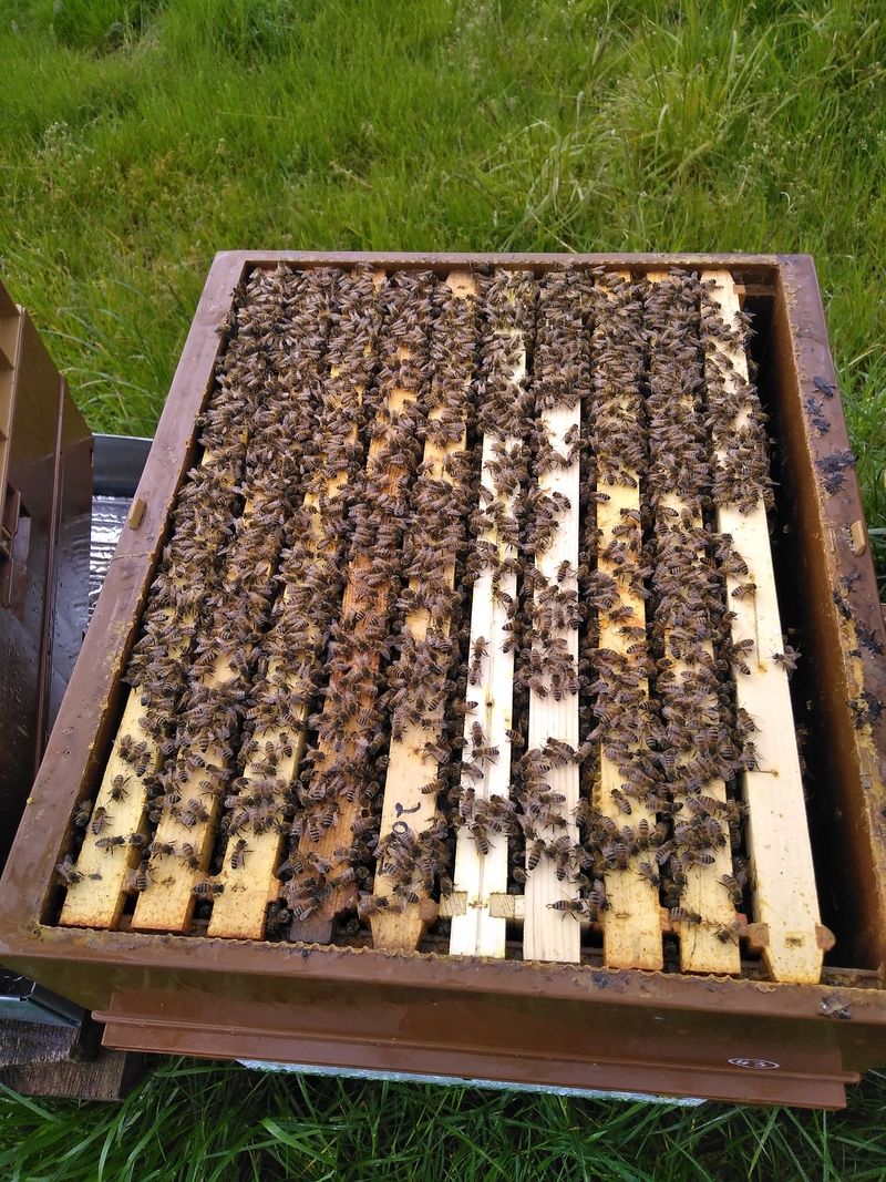La ruche Cardère
