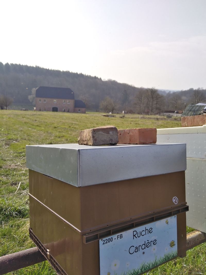 La ruche Cardère