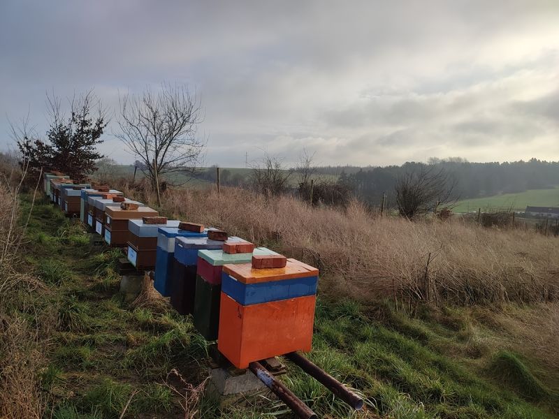 La ruche Cardère