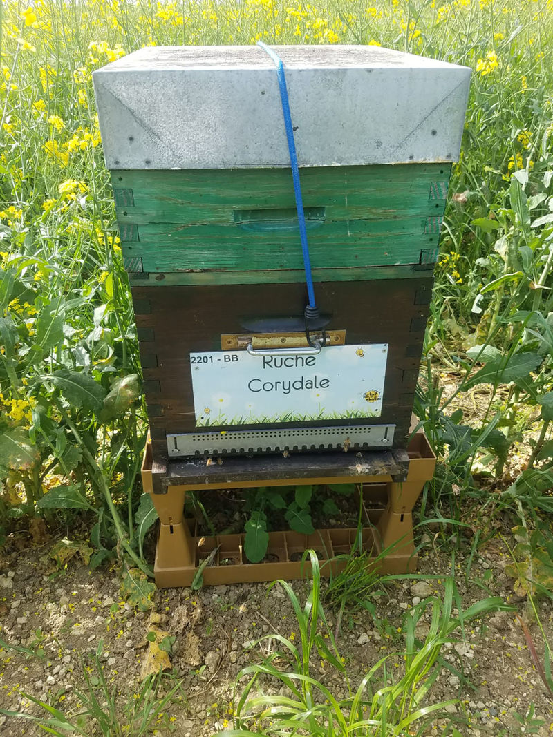 La ruche Corydale