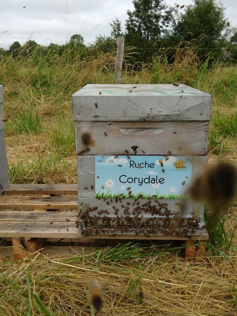 La ruche Corydale