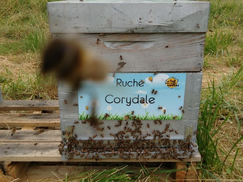 La ruche Corydale