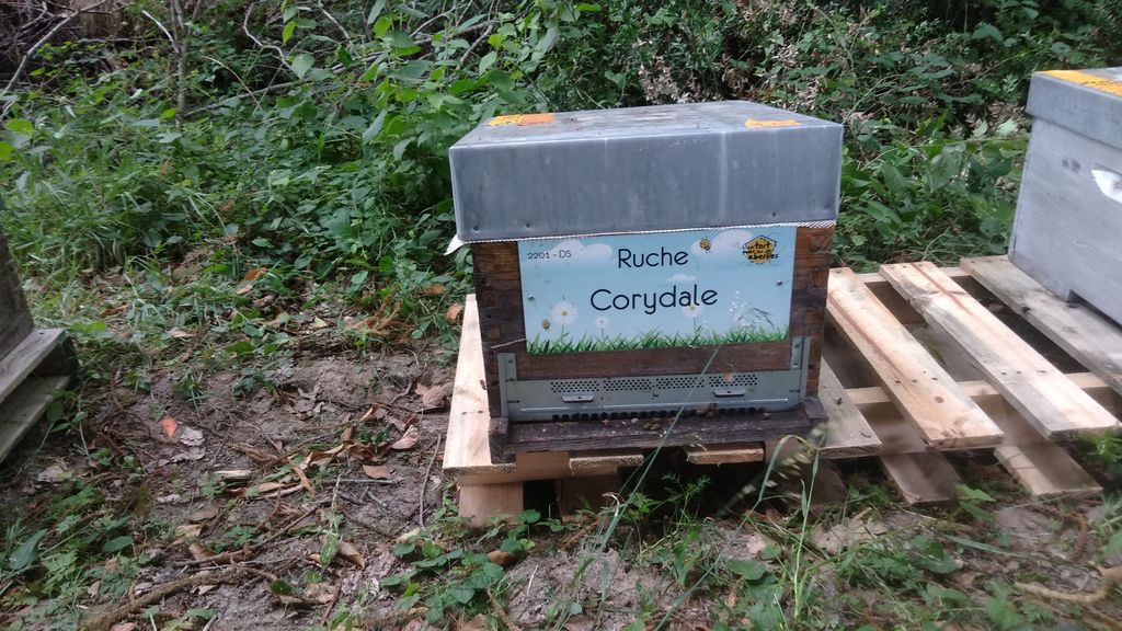 La ruche Corydale