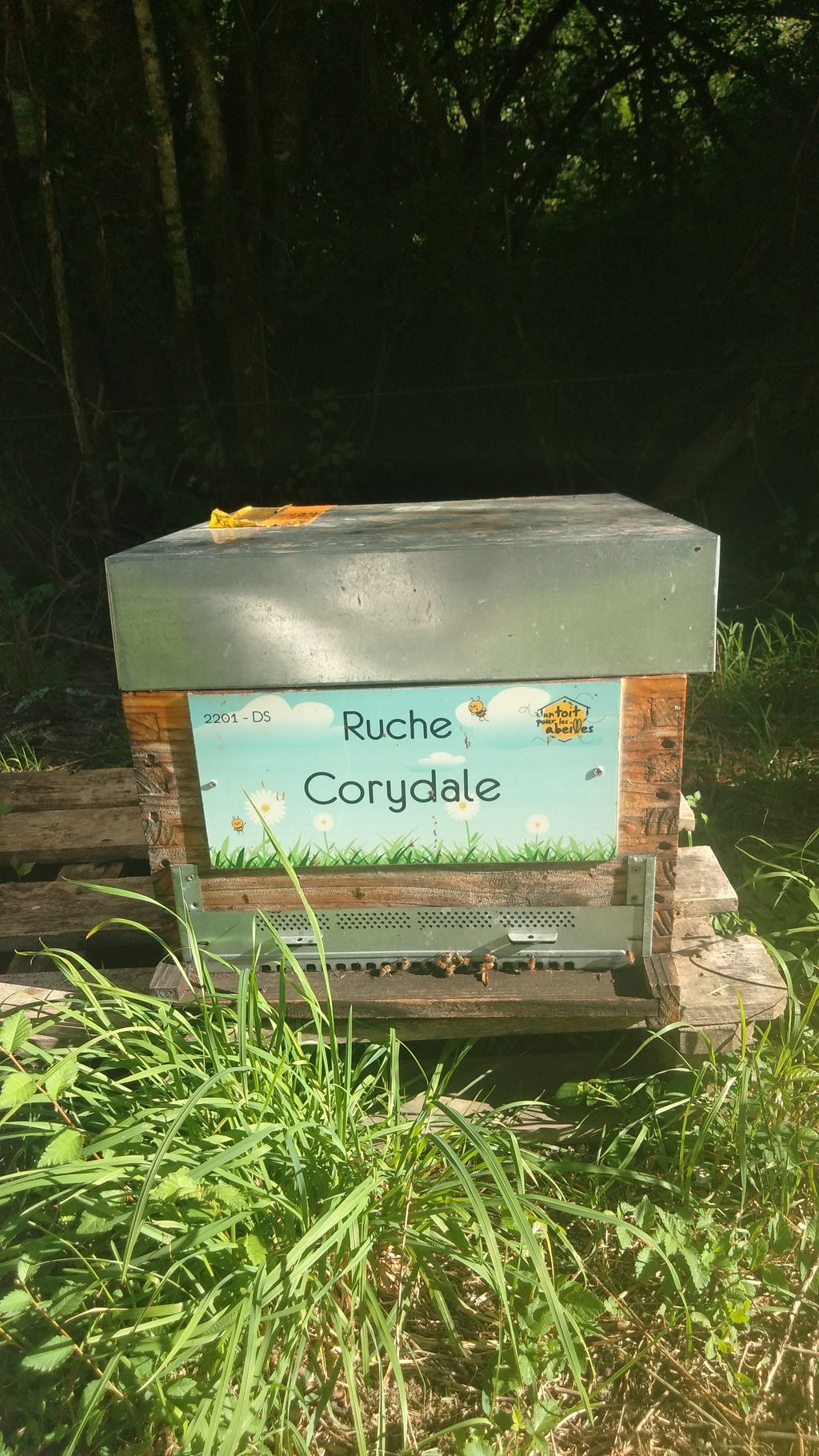 La ruche Corydale