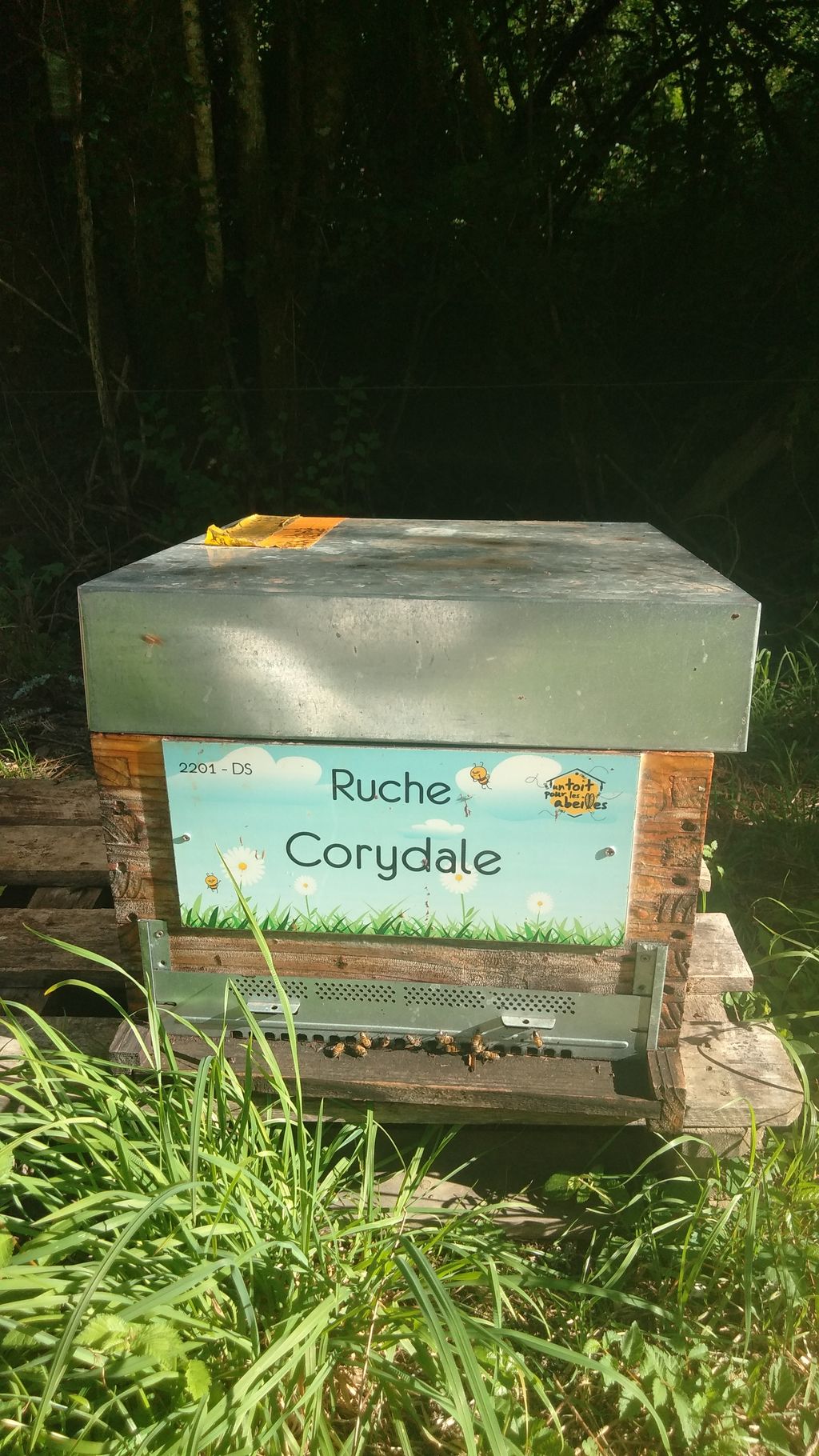 La ruche Corydale