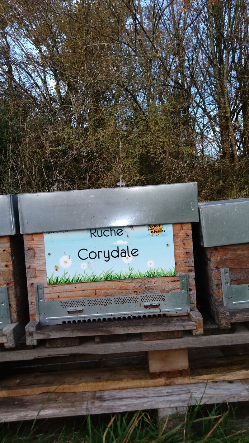 La ruche Corydale