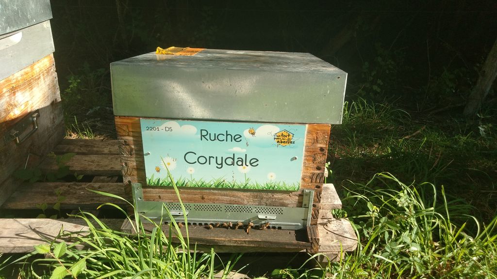 La ruche Corydale
