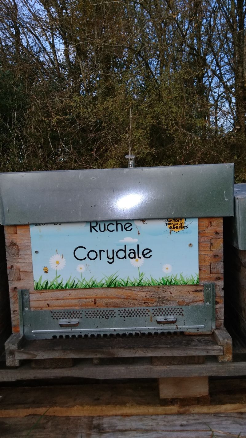 La ruche Corydale