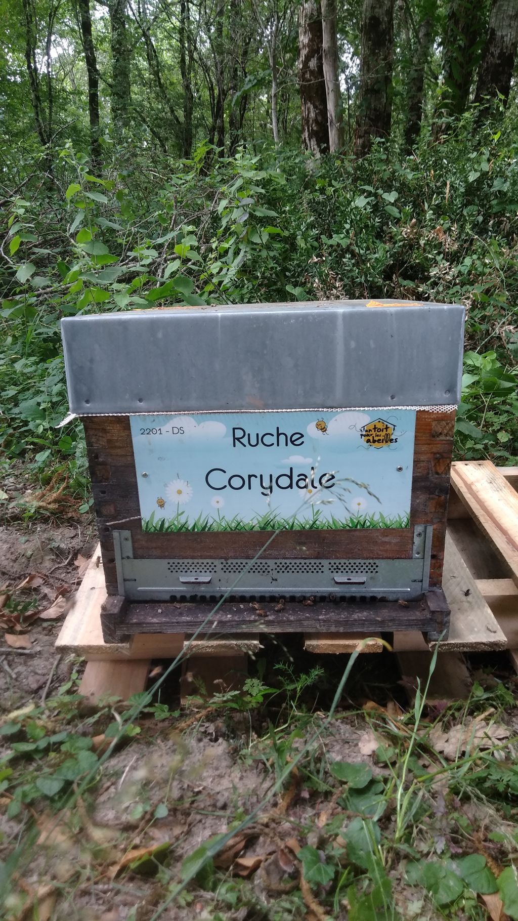 La ruche Corydale